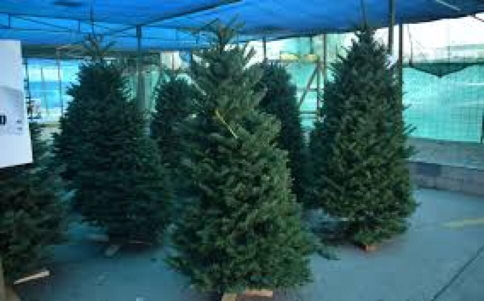 Natural o artificial, ¿cuál árbol de navidad es más ecológico (2).jpg