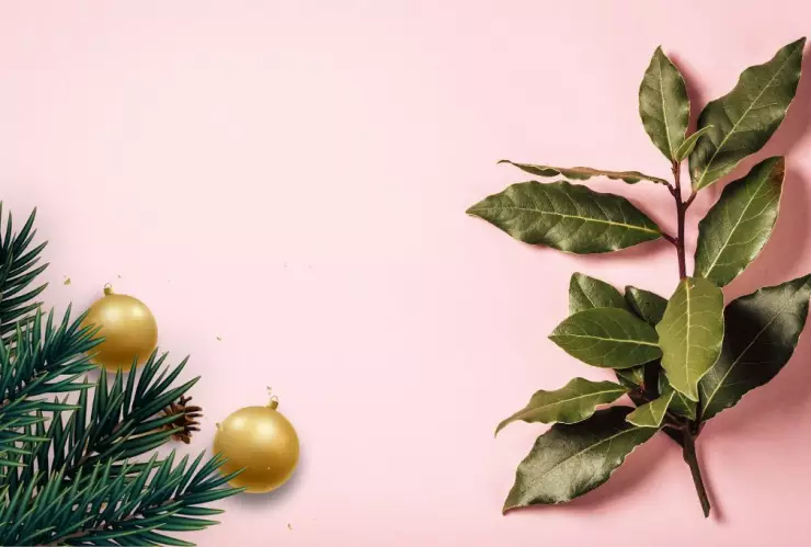 Esta es la planta que debes tener en casa esta Navidad 2024 para la armonía