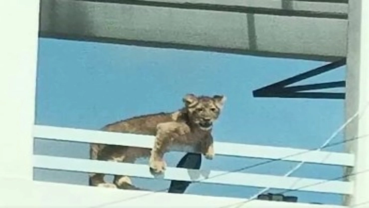 Leona alarma a vecinos tras asomarse desde Terraza en Querétaro
