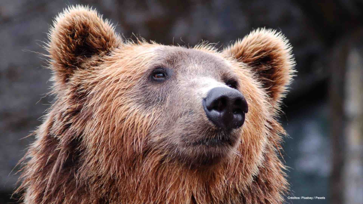 oso monterrey castrado liberación chihuahua.jpg