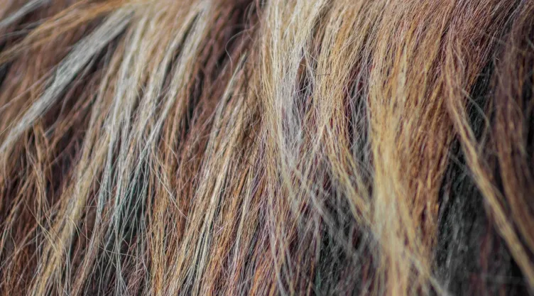 ¿Cómo ocultar las canas sin necesidad del tinte para cabello?