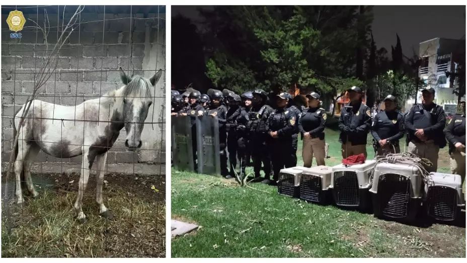 ¡Rescate animal en Xochimilco! Caballos y gatitos maltratados son salvados de chinampa