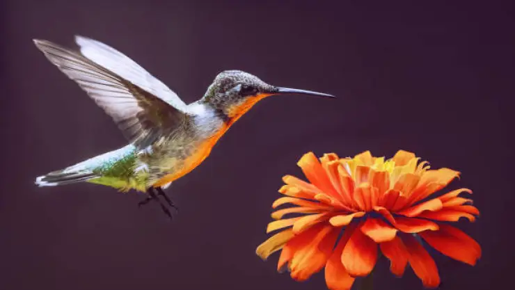 colibri.jpg