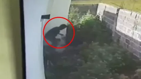 Perros pitbull atacan a ladrón en una casa