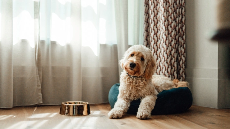 Nueva ley hará que puedas rentar en donde quieras, incluso con mascota, en un estado