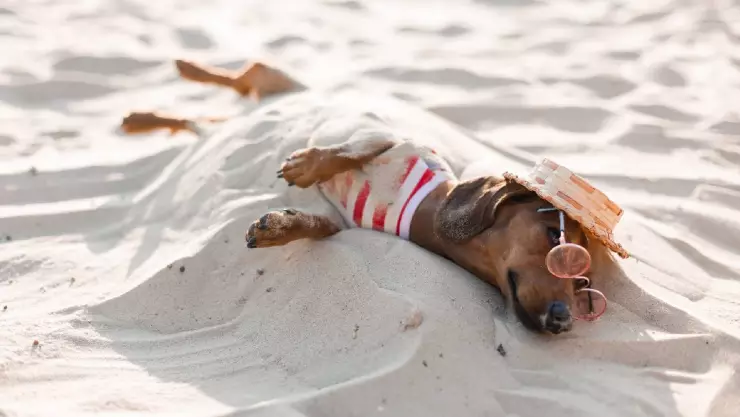 Un perrito descansa en la arena y tiene un sombrerito para protegerse del sol