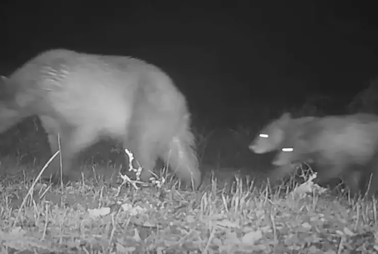 una vista del oso con sus crias merodeando por el parque.