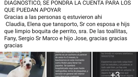 ¿Nuevo caso de maltrato animal en Mérida_ Esto se sabe del perrito atropellado en Brisas del Bosque.jpg