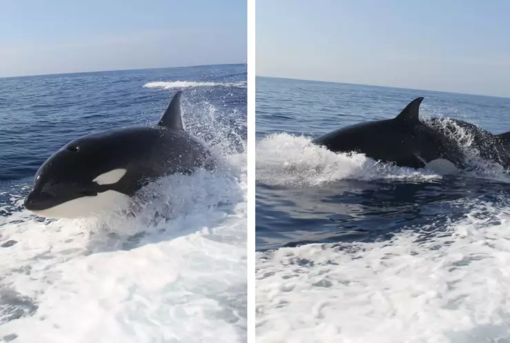 VIDEO: Orcas asesinas persiguen yate en Baja California Sur