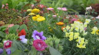 Ni el Cosmovitral ni el Parque Lincoln El jardín más bonito de México está en Aguascalientes