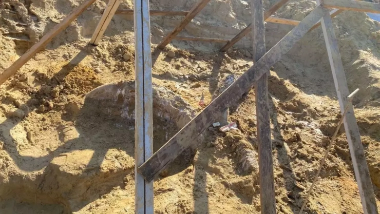 El descubrimiento del cr&aacute;neo de un mamut en Texas