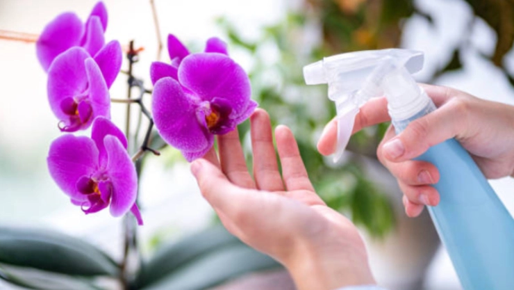Así puedes tener una orquídea hermosa