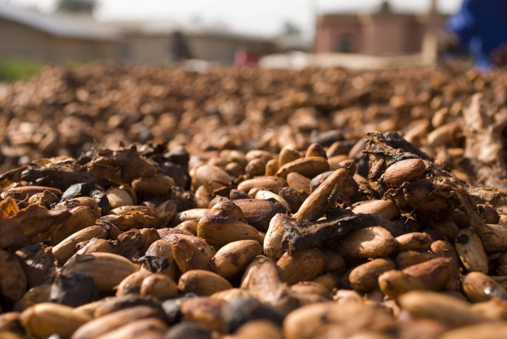 Diferencia entre el cacao fermentado y el cacao lavado