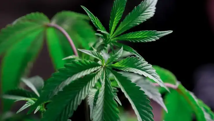 Por primera vez en México, se autoriza el cultivo para uso industrial de marihuana