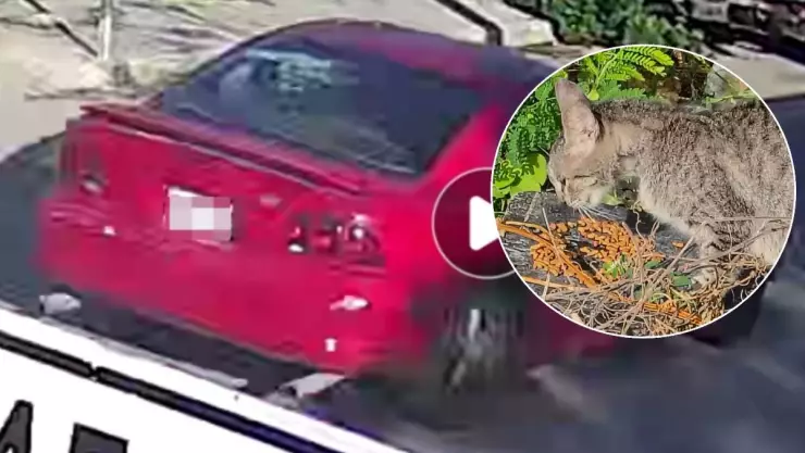 Denuncian nuevo caso de maltrato animal en Yucatán; sujeto fue captado tirando a su gato