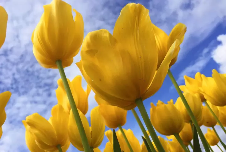 por qué regalar flores amarillas este 21 de septiembre.jpg