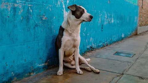 envenenan perritos Naucalpan con pollo rostizado
