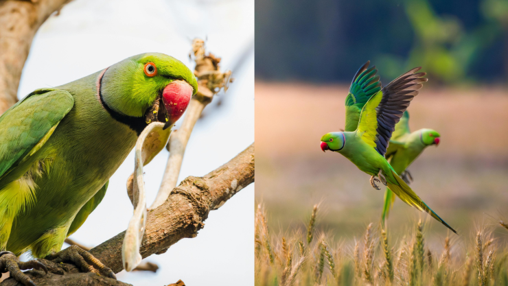 PERIQUITOS_PEXELS_Jit Roy_Banhisikha Banerjee