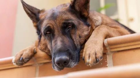 Una persona asesinó a un perro con un cuchillo en Ixtapaluca, Edomex.