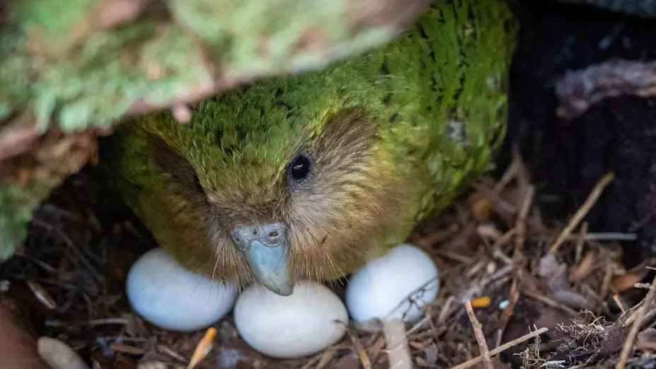 New Zealand Native Parrot
