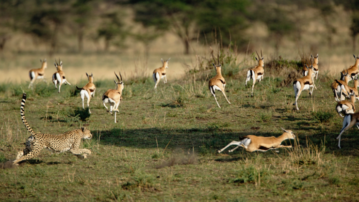 Los guepardos están cambiando su forma de cazar