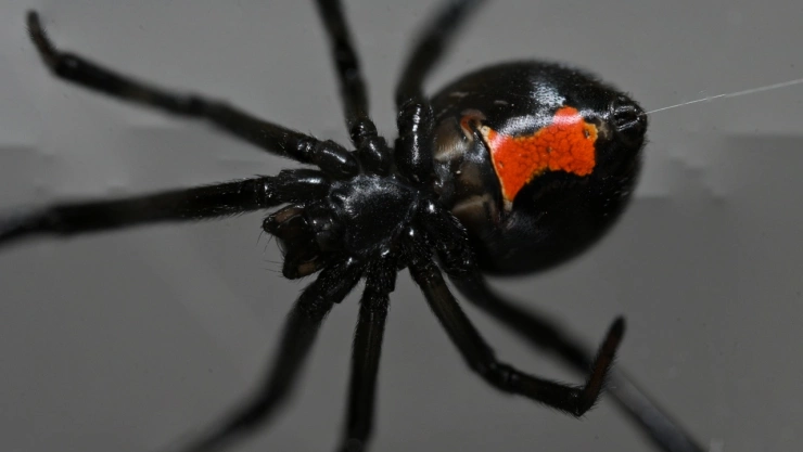 ¡Cuidado al dormir! Estos son los síntomas de la picadura de viuda negra
