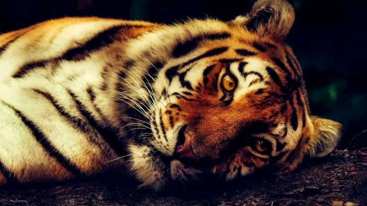 Tigre, nacidos en 1950, 1962, 1974, 1986, 1998, 2010