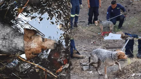 Rescate de perrito en pozo de agua Querétaro