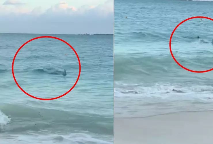 ¿Tiburón o raya águila? El video en playa de Cancún que tiene a todos en duda