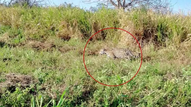 ¡INCREÍBLE! Captan familia de jaguares en racho de Yucatán ¿En dónde fue?