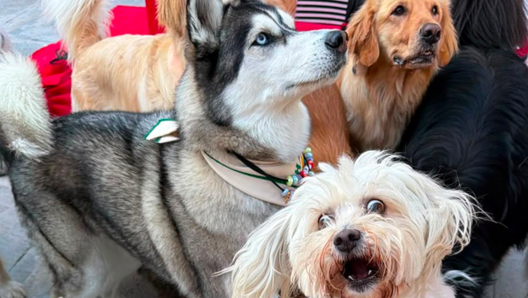 golpe de calor perros y gatos