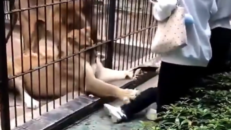 Leona ataca a una niña.png