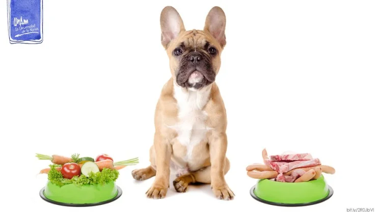 Alimenta y cuida a tu perro con una dieta adecuada
