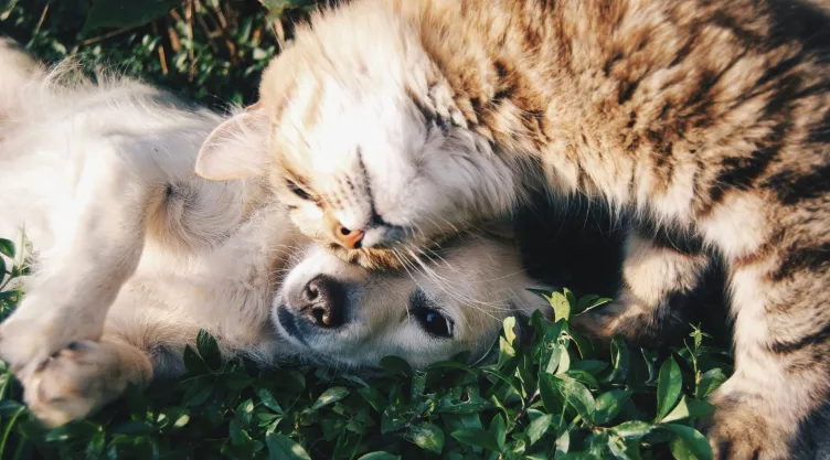 Perrito desaparecido regresa a casa y la reacción de su amigo felino se viralizan.