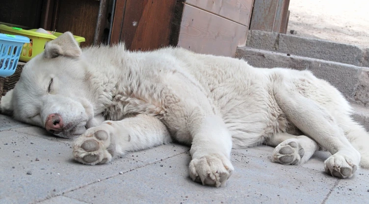 aumentan perros abandonados en ecuador