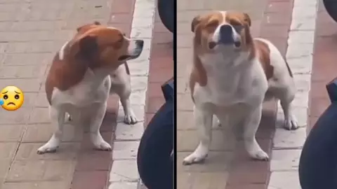 ¡Triste VIDEO! Reacción de perrito abandonado rompe el corazón a internautas