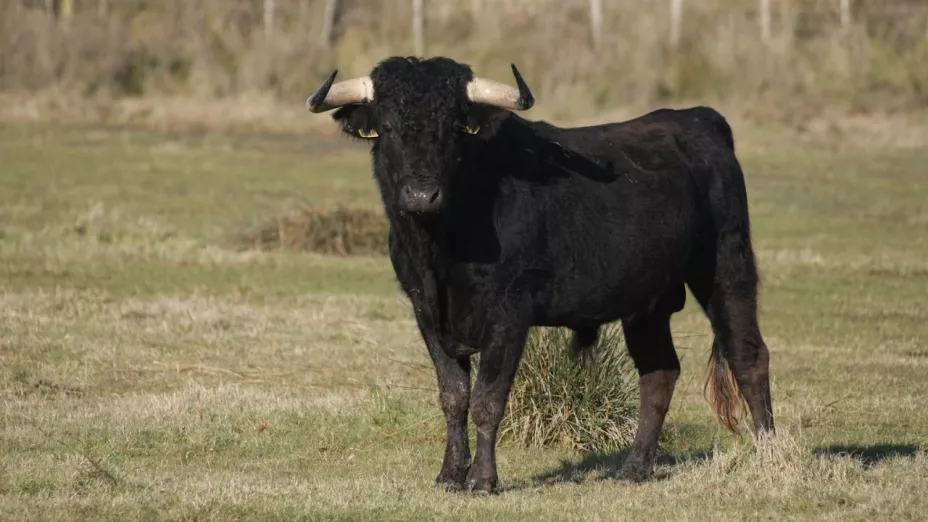 ÚLTIMA HORA | Hombre muere tras ser ferozmente mordido por un toro en Ameca HOY