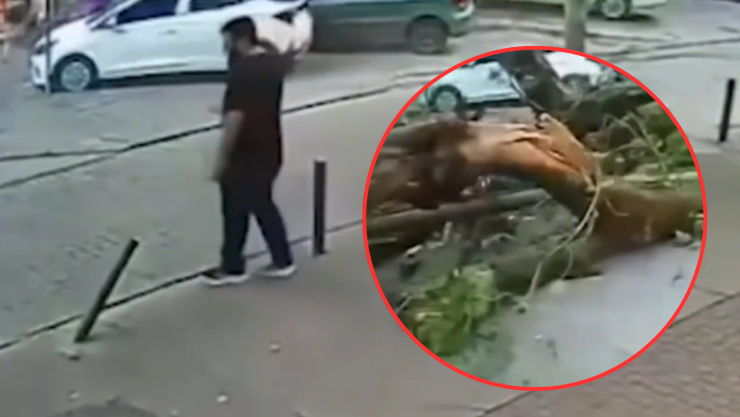 Hombre aplastado por árbol
