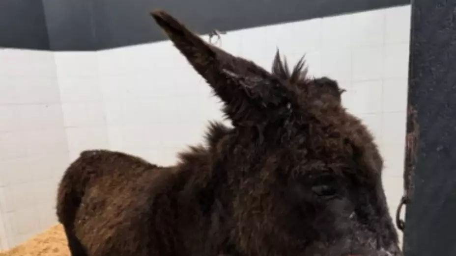 “Nala” fue dada de alta tras ser rescatada en Michoacán