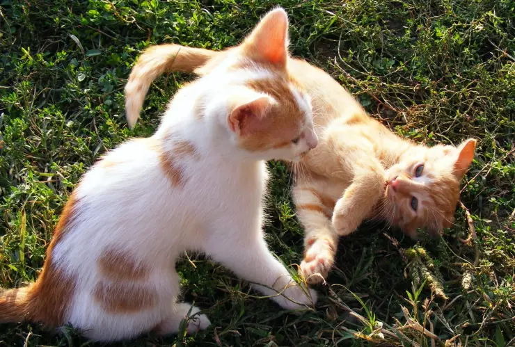 ¿Cómo saber si tus gatos están peleando o jugando?