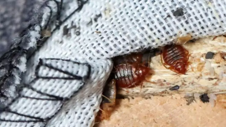 ¡Adiós a las chinches! 4 trucos para exterminarlas de camas y cortinas