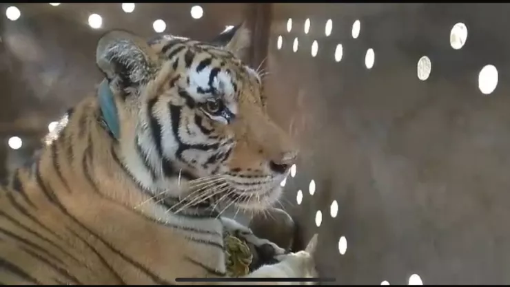 Tita tigre de bengala asegurado en operativo en Elota, Sinaloa ya está en Culiacán..jpg