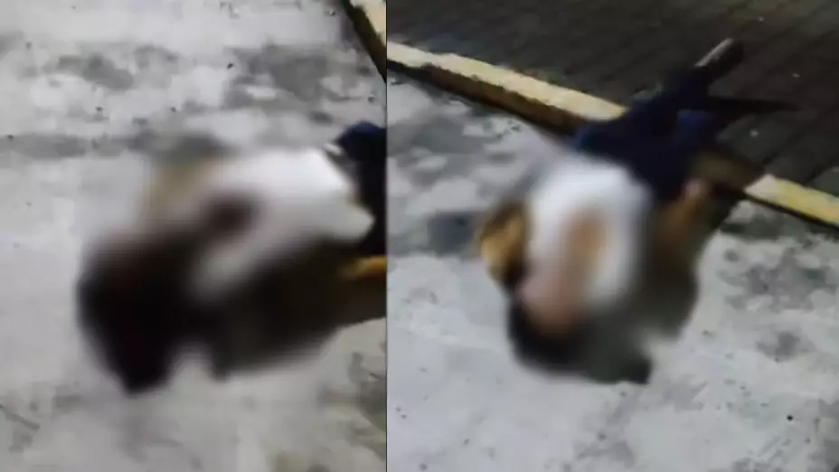 Movilización por hallazgo de un hombre muerto en calle Miguel Hidalgo, en Banderilla ¿Qué se sabe?