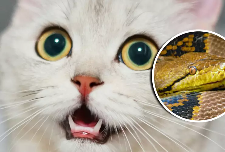 VIDEO_ Horror en Tailandia; pitón de cinco metros rompe techo de casa y devora al gato de la Familia.webp