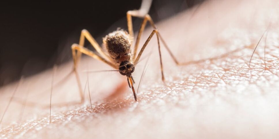 mosquitos pican personas