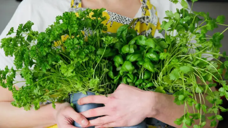Cilantro y perejil.jpg