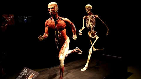 Exposición de cadáveres humanos preservados llega a Suiza