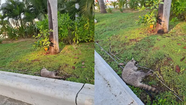 Mapache electrocutado en el Parque de la Reina