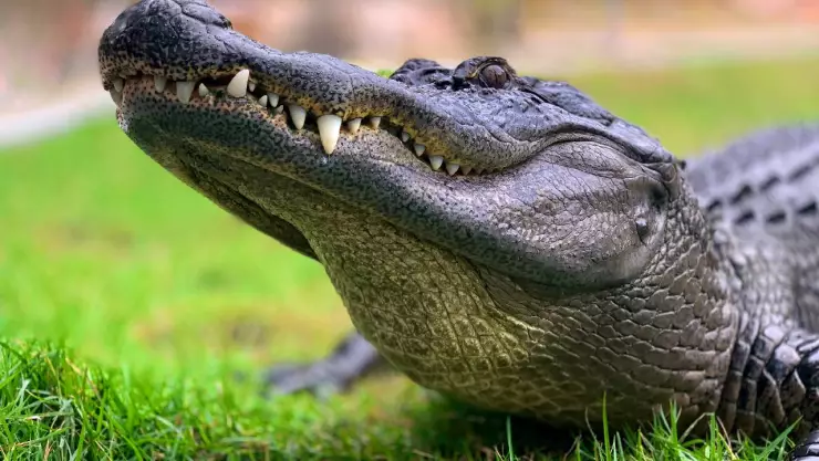 Mascotas exóticas como cocodrilos son abandonas en la calle