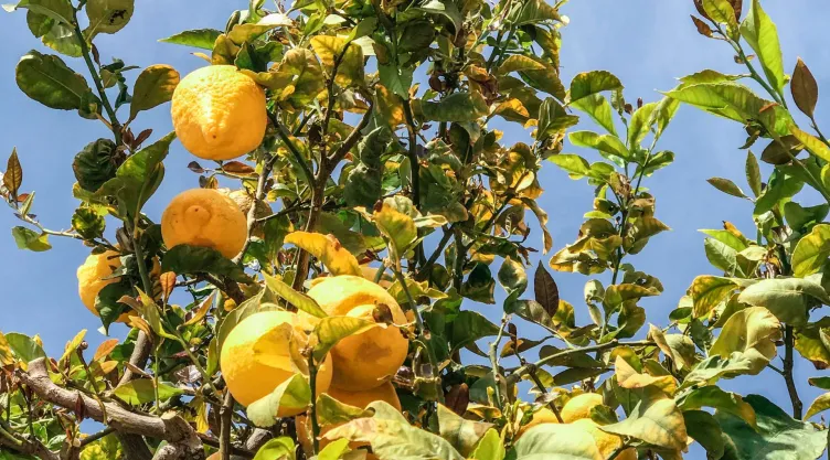 Haz que tu limonero dé frutos con solo 1 ingrediente de cocina
